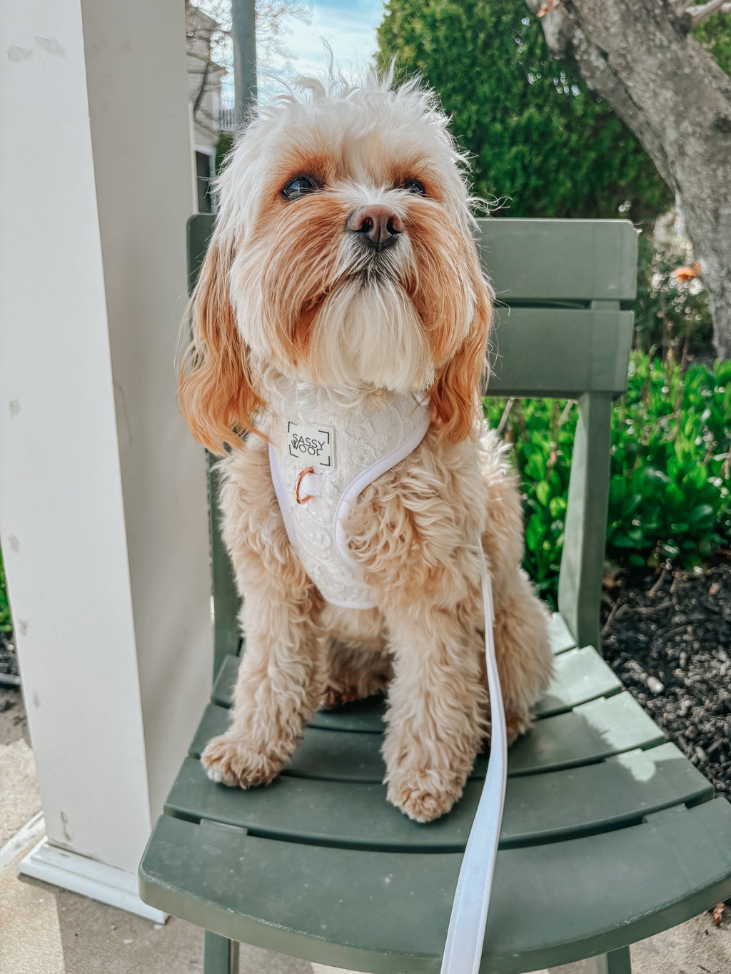 Dog Leash - Pup of Honor