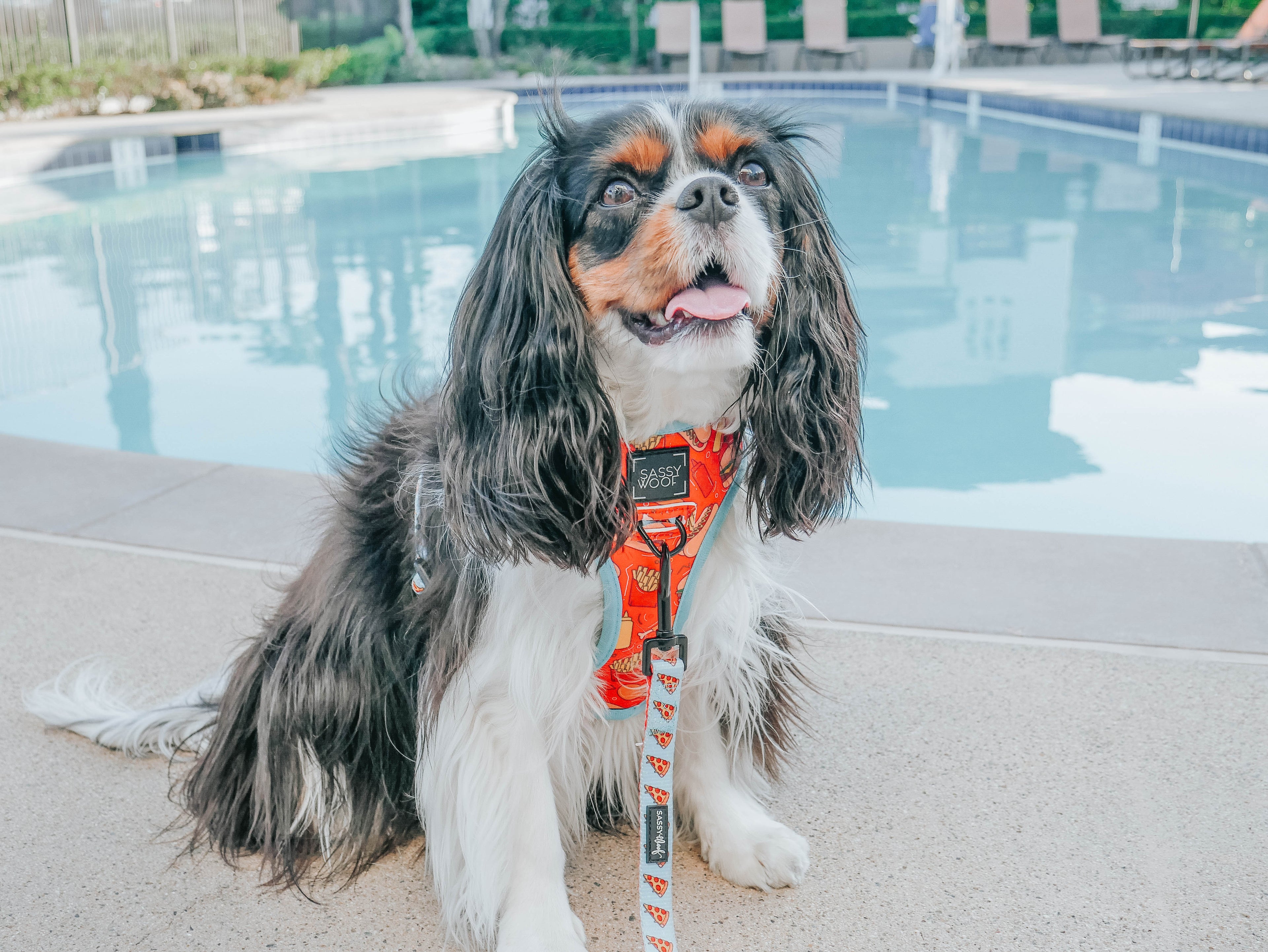 Dog Leash - One Hot Pupperoni